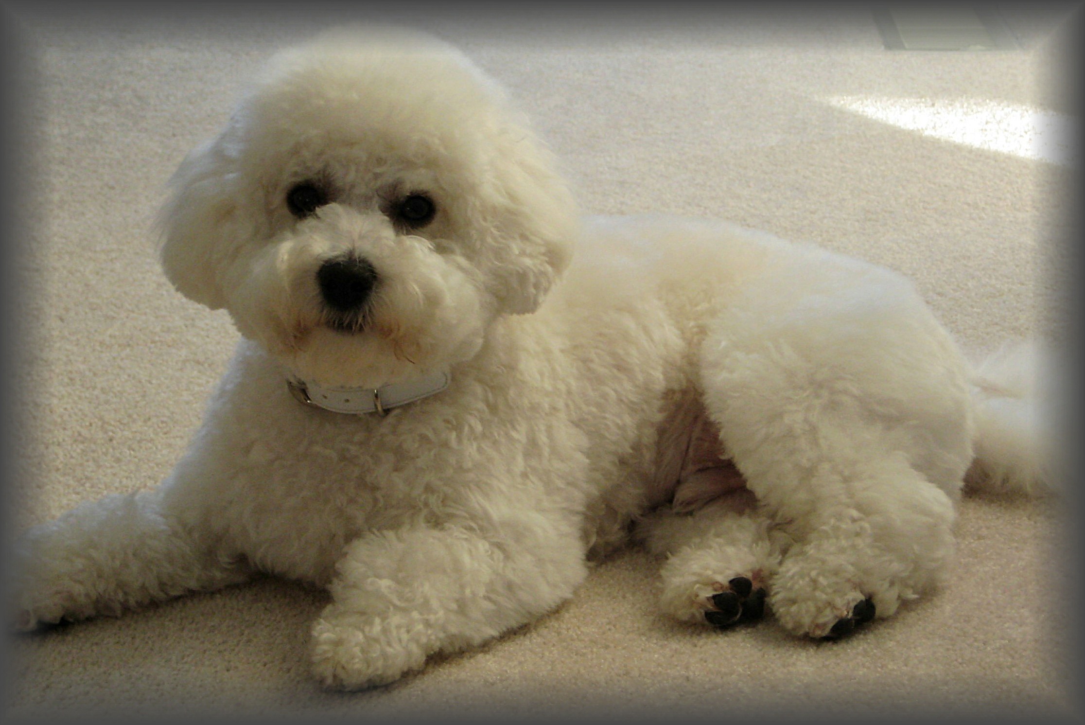 Bichon Frise puppy in Illinois