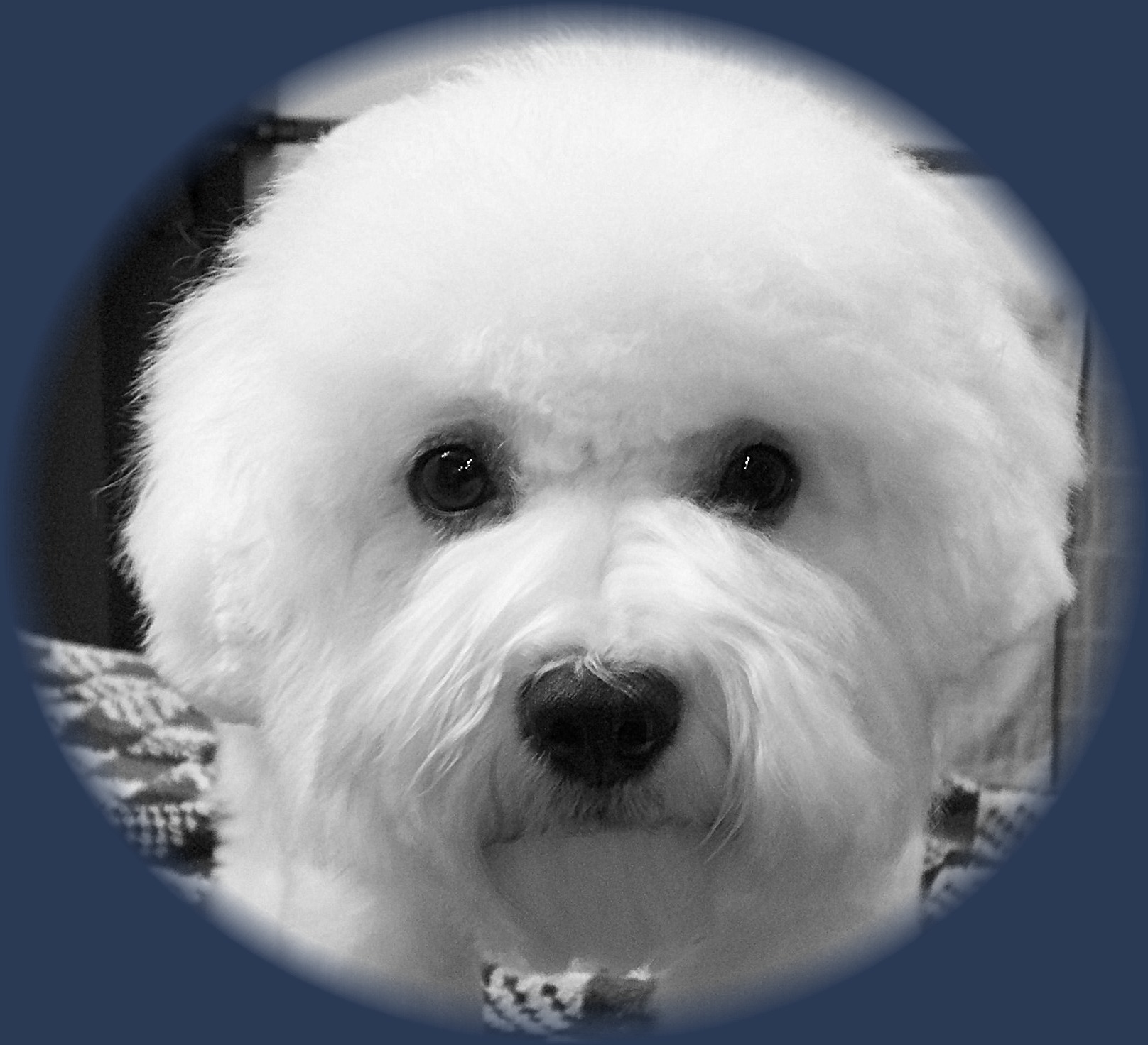 Troubles Bichon with Champion bloodlines