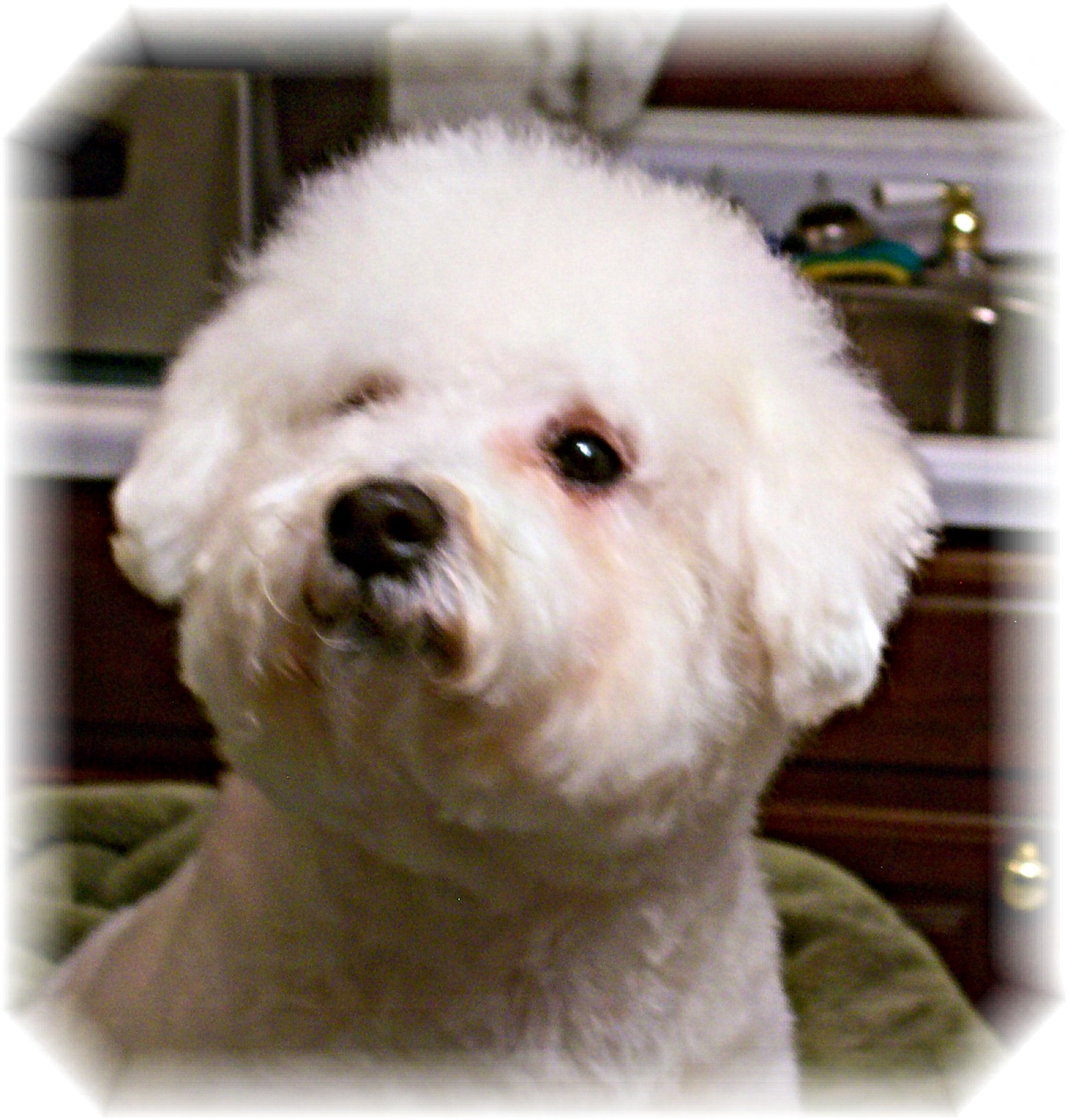 AKC Bichon Frise Nova2