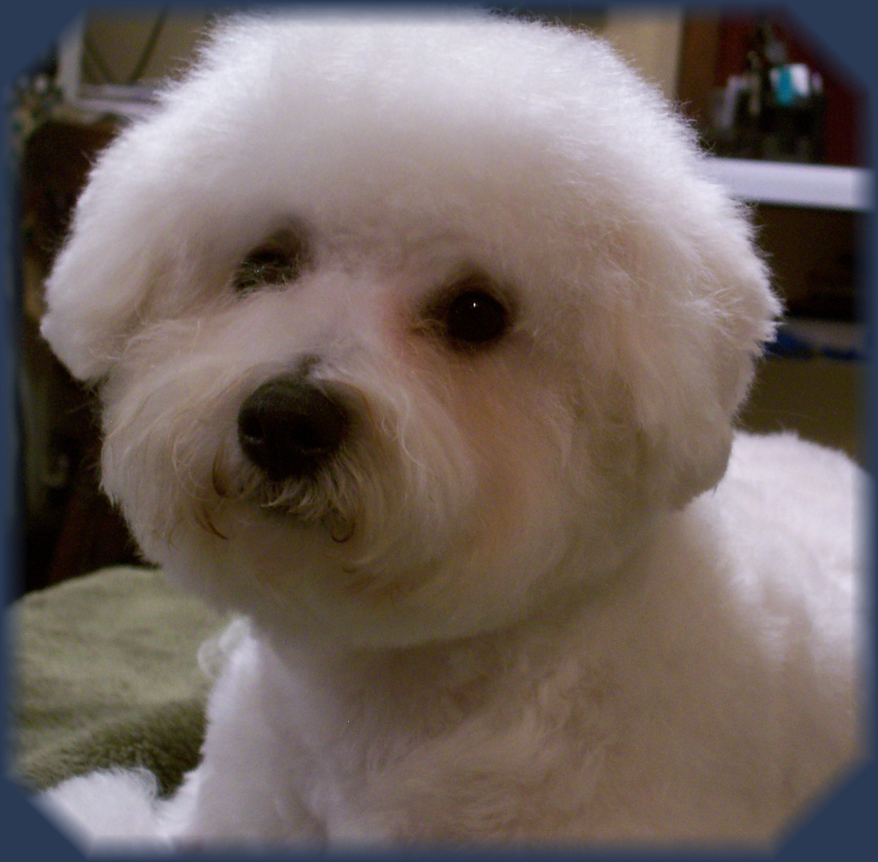 AKC Bichon Frise Nova