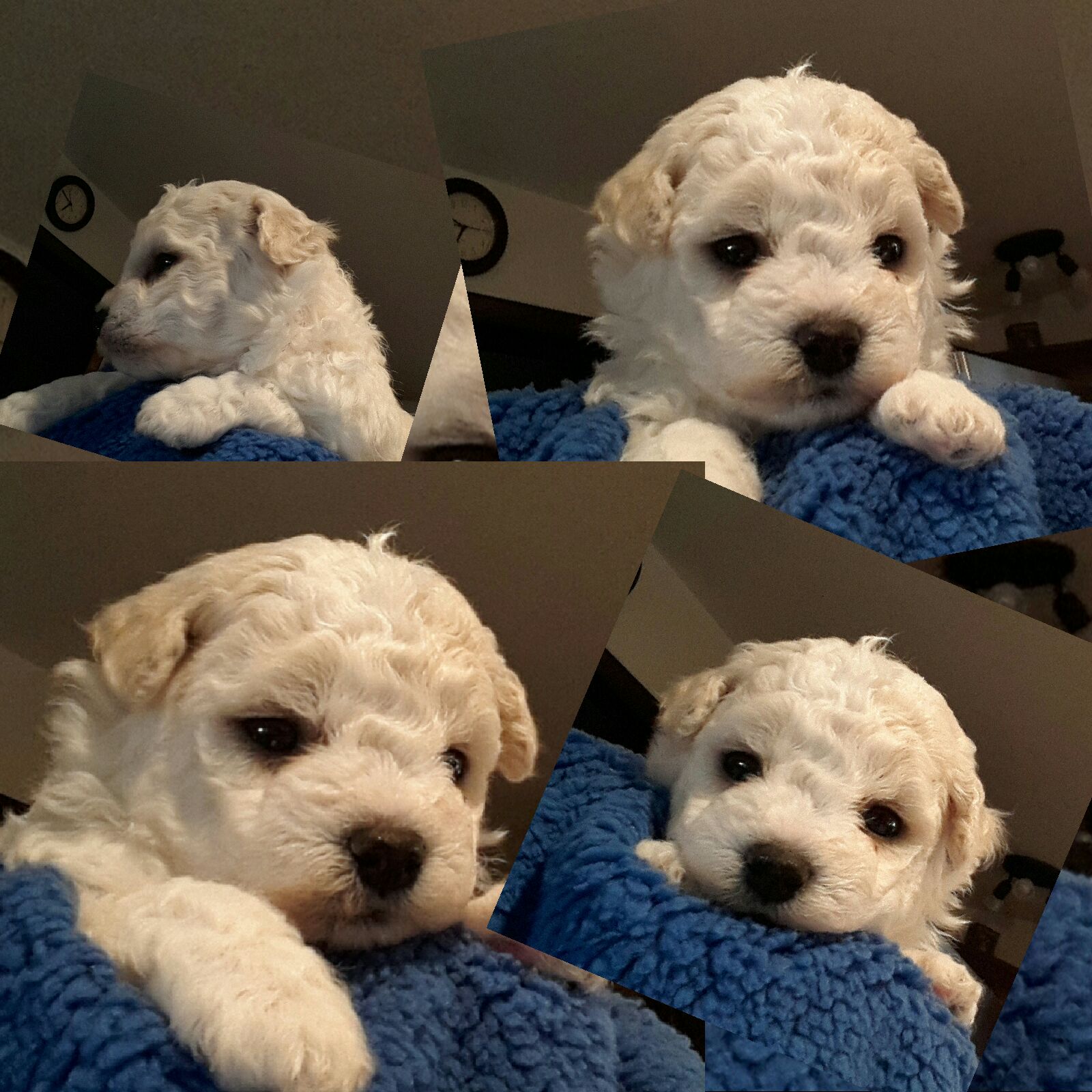 Small Male Bichon Frise puppy