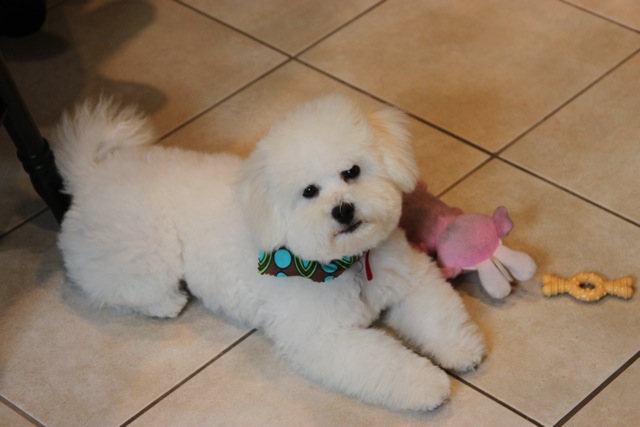 Champion sired Bichon male