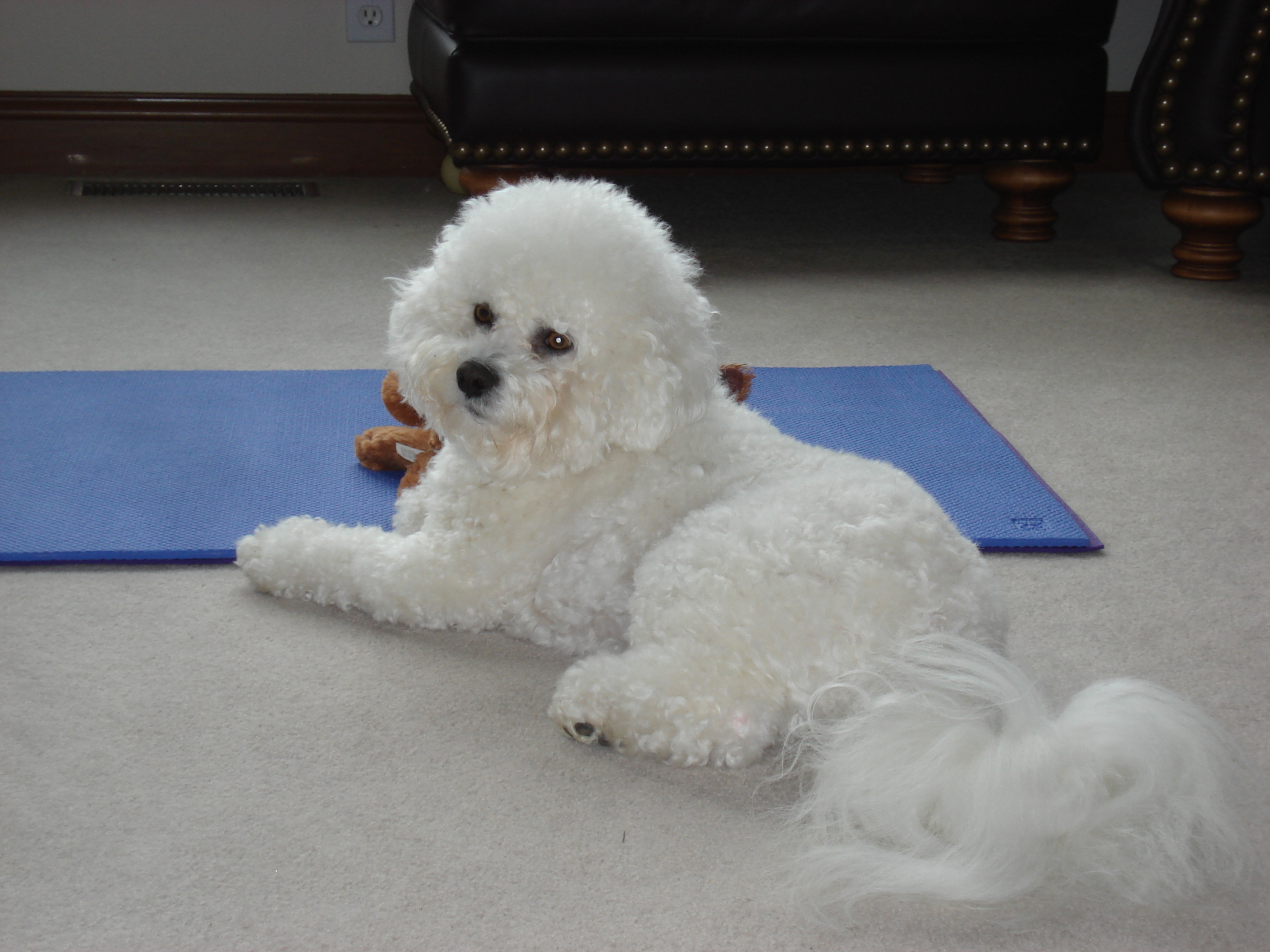 ch. bloodlines Bichon Frise male puppy