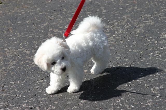 Champion sired Bichon Frise puppy