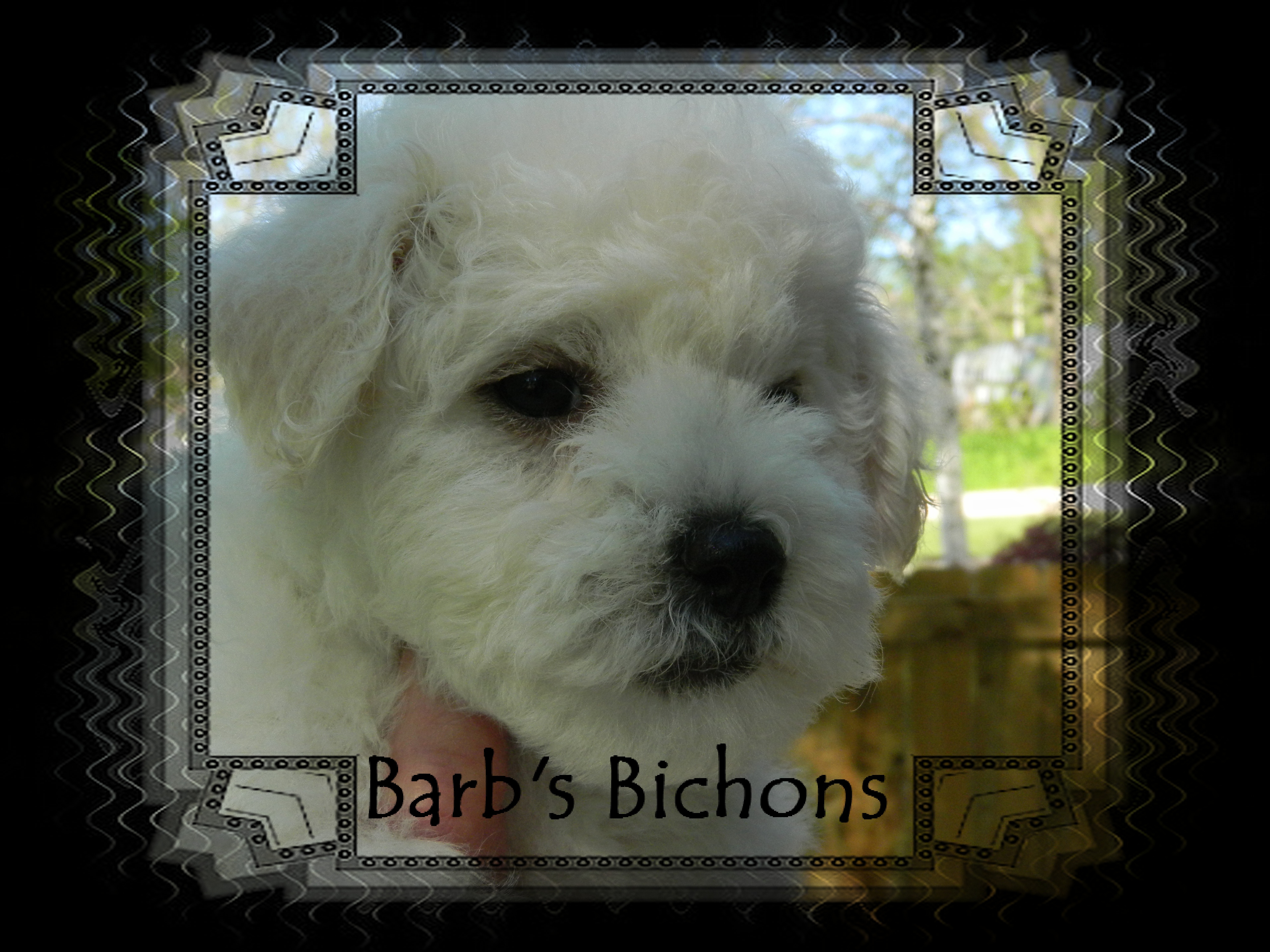 Champion sired female Bichon Frise puppy