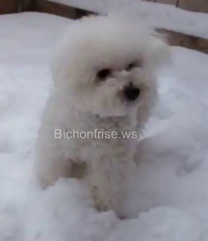 Champion Bichon Frise 