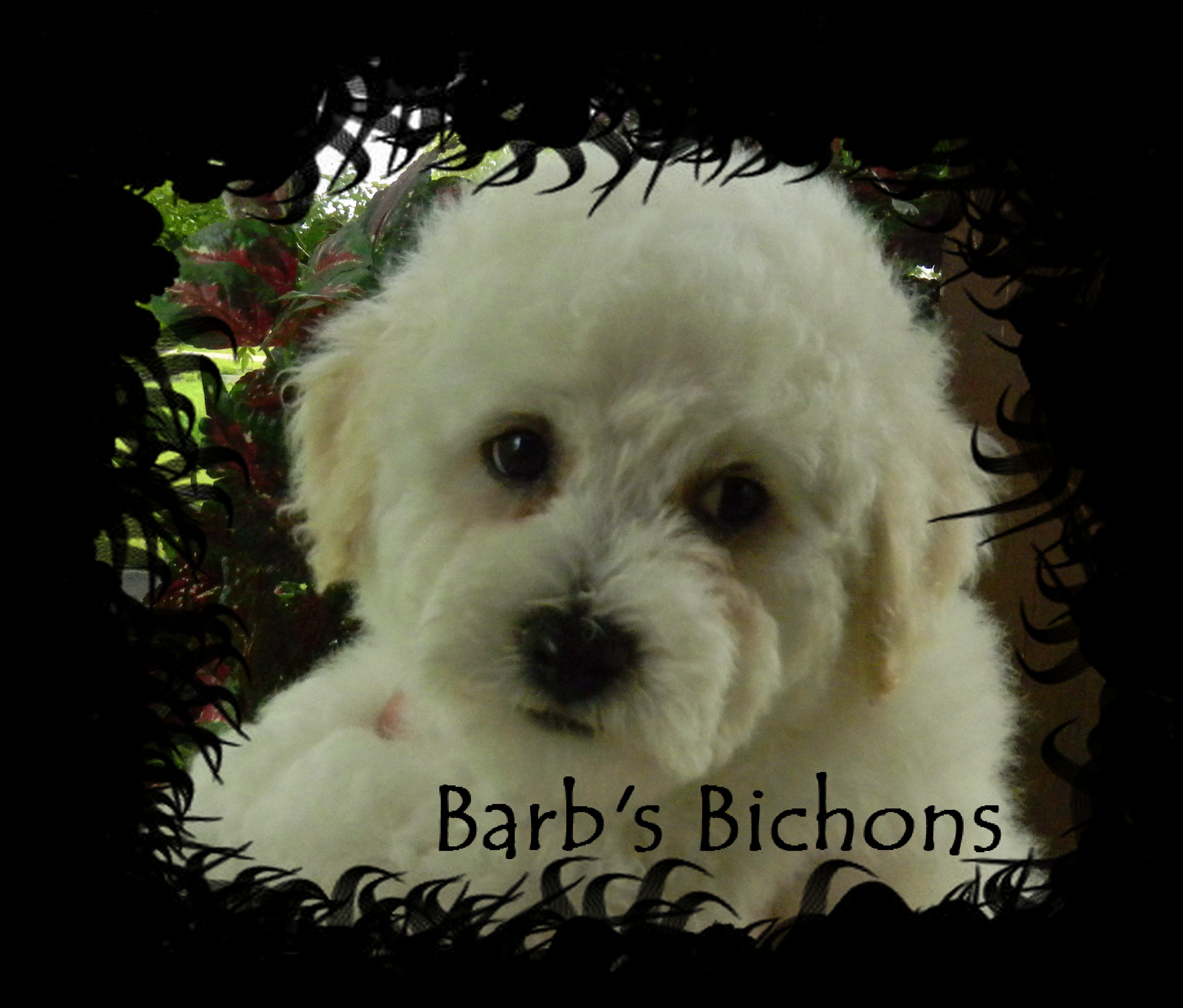 Bichon Frise puppies in Illinois