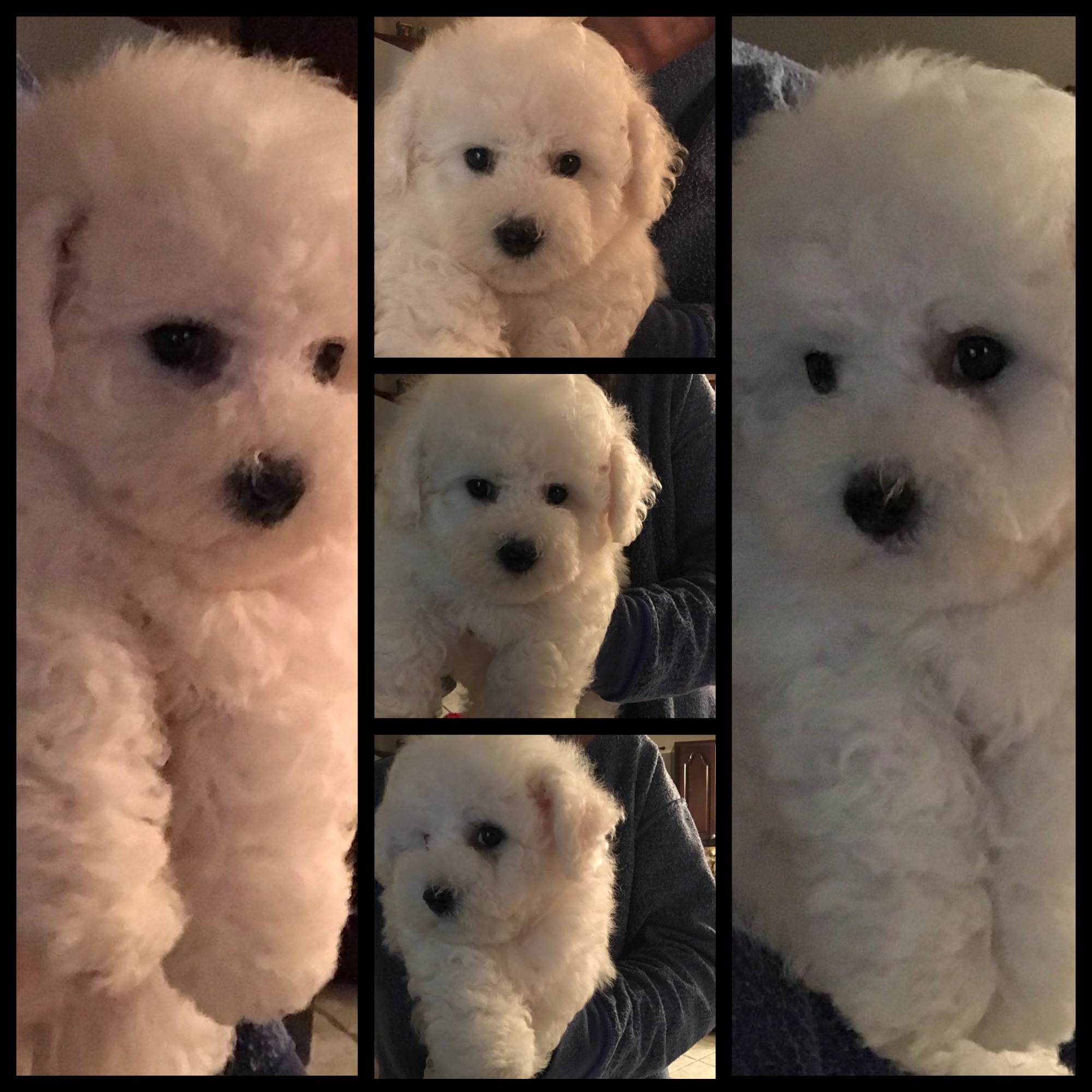 beautiful Bichon male puppy