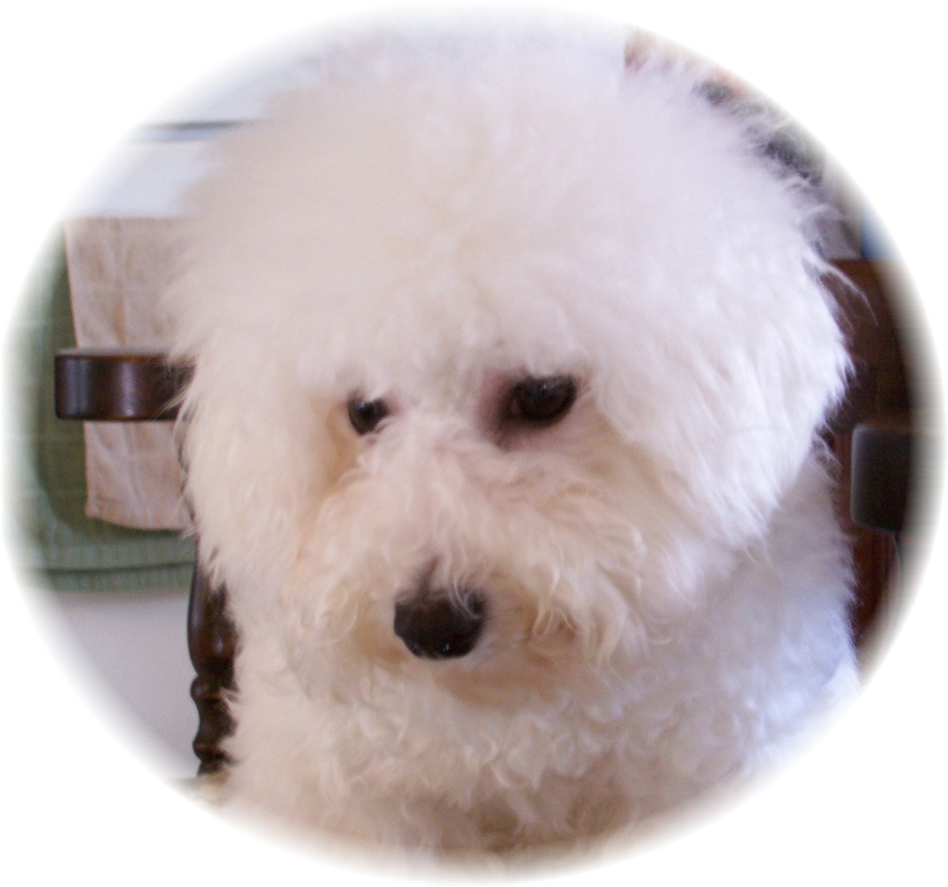 Champion sired Bichon Frise female