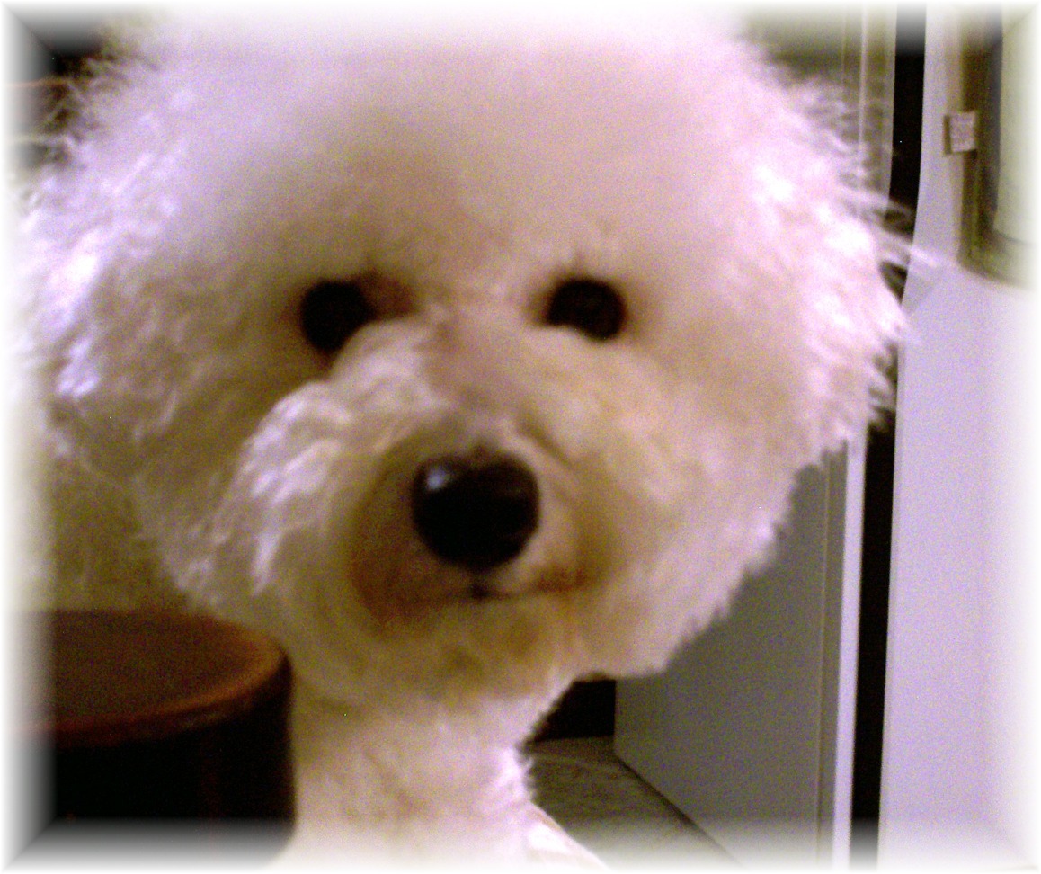 Champion sired Bichon