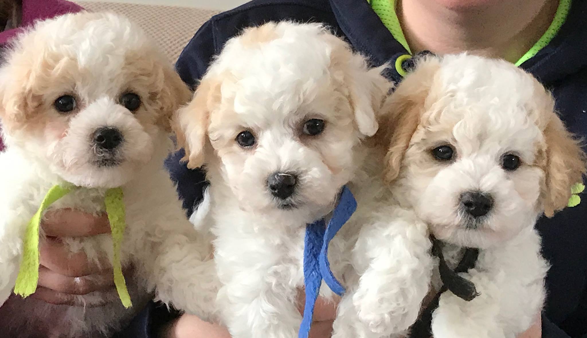 bichon frise puppies