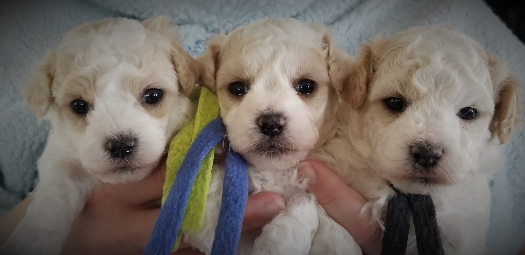 Champion sired Bichon puppies